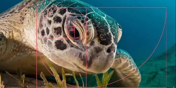 裁图很简单？你太小看这门技术了