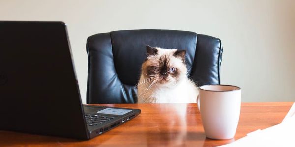 终于等到在家办公这天，设计师却集体崩溃了……