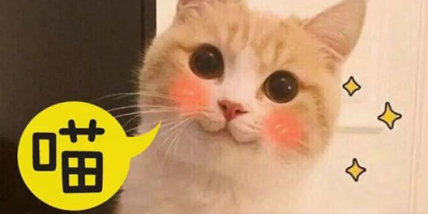 这里有只猫你要不要吸一吸