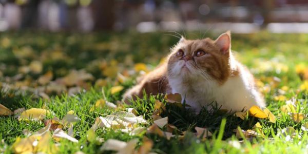 从邓伦的颜，到鲁班的萌，这部综艺凭啥让你欲罢不能?