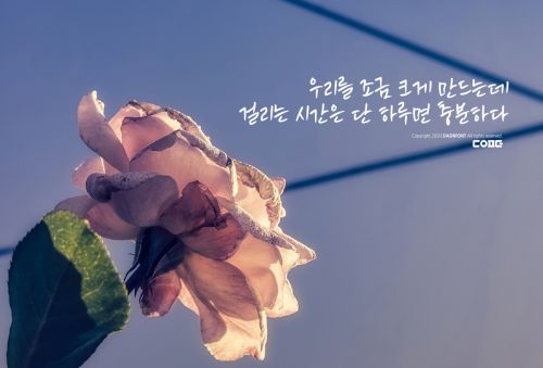 DAON SAENGGAGDAELO 500使用案例
