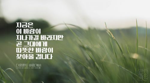 DAON BALAMGAEBI使用案例