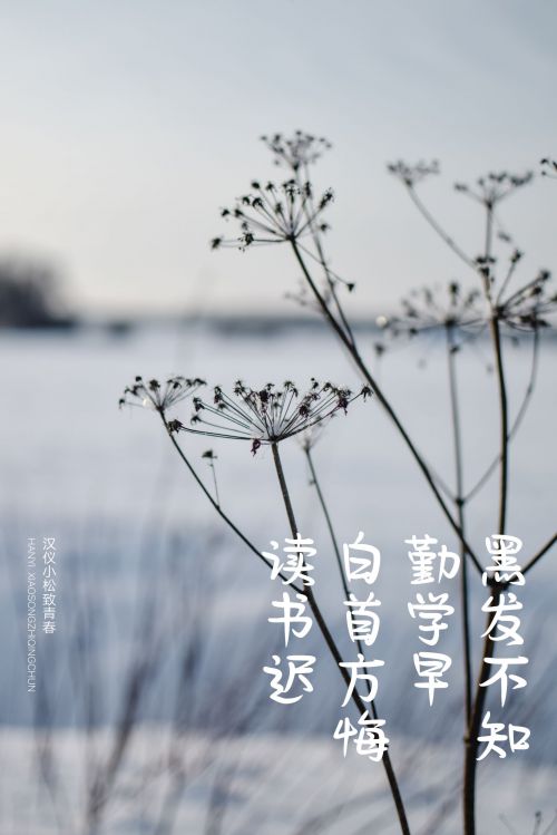 汉仪小松致青春使用案例
