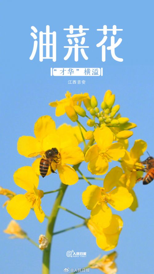 Aa清欢圆体使用案例